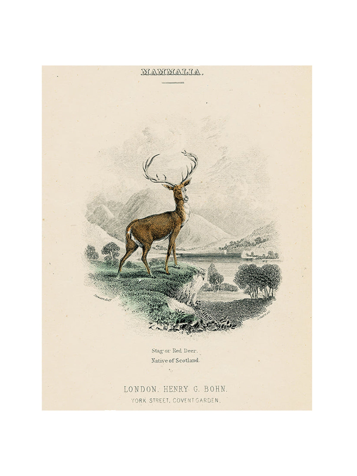 John Derian Red Deer Rectangular Tray